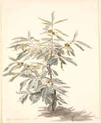 Study of a Small Chestnut Tree