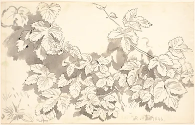 Study Sheet. Oak Leaves.