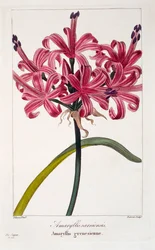 Amaryllis A. Sarniensis, Pub. 1836