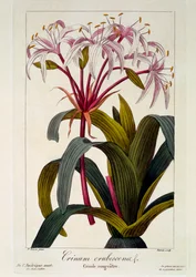 Crinum erubescens