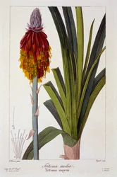 Kniphofia