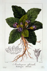 Mandrake: Mandragora officinarum