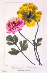 Persian Buttercup, pub. 1836