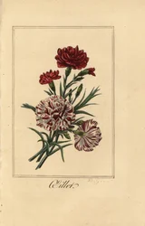 Carnation or clove pink, oillet, Dianthus caryophyllus