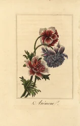 Hybrid Poppy Anemone, Anemone coronaria