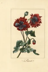 Hybrid Variety of Poppy, Papaver rhoeas