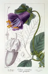 Cobaea Scandens, 1836