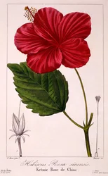 Hibiscus Rosa-Sinensis