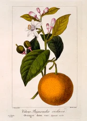 Sweet Orange: Citrus Sinensis var. Bigaradia Violacea