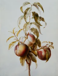 Three Peaches on a Branch