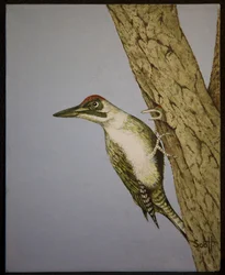 Green Woodpecker, 2016