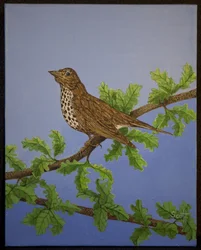 Mistle Thrush