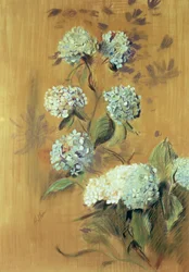 Hydrangeas