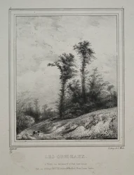 Landscapes: Young Elm Trees
