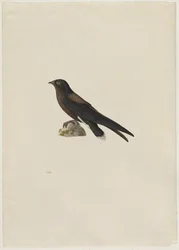 Needle-tailed Swift, Hirundapus caudacutus, 1800s.
