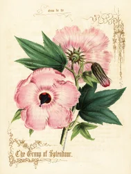 Pink Hibiscus Flowers and Foliage
