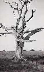 Dead Tree, Romney Marsh