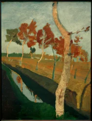 Birches by the Moorland Ditch