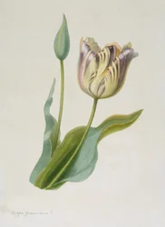 Tulipa, Tulip, c. 1840-1880