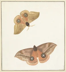 Two Butterflies