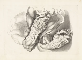 Anatomical Studies of Arms