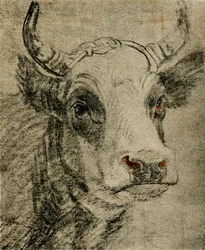 Animal Study