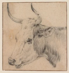 The Head of a Cow