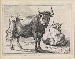 A Standing and a Lying Cow