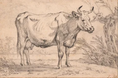 A Standing Cow