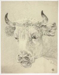 Head of Cow
