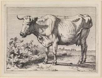 Cow with Twisted Horn