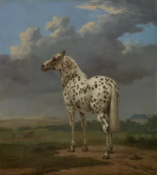 Piebald Horse, ca. 1654