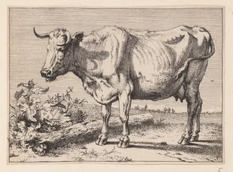 The Cow with a Crumpled Horn, from Various Oxen and Cows