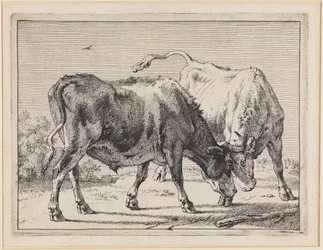 Two Fighting Oxen