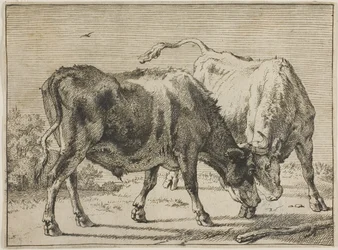 Two Bulls Fighting