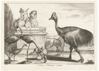 Cassowaries, Purple Gallinule, and Flamingos (Birds from the Menagerie of Versailles)