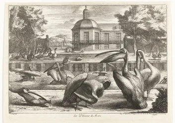Pelicans (Birds from the Menagerie of Versailles)