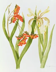 Iris Foetidissima