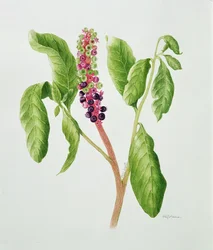 Phytolacca