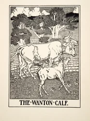 The Wanton Calf, from A Hundred Fables of Aesop