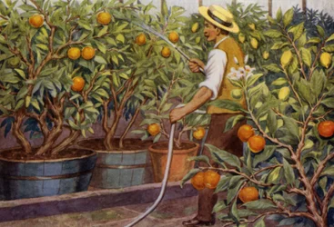 Oranges and Lemons