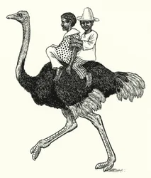 Ostrich riding