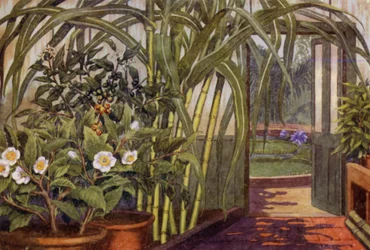 Sugar-Cane, Tea-Plant, and Coffee-Plant
