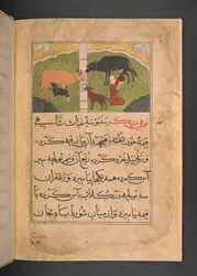 Illustration for milking from The Ni