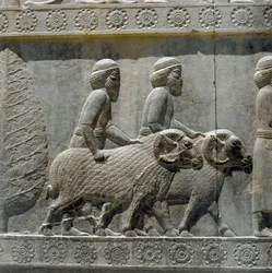Sogdians Bring Gifts to Darius I. Reliefs of the Eastern Staircase of the Apadana