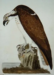 The Bald Buzzard, plate from 