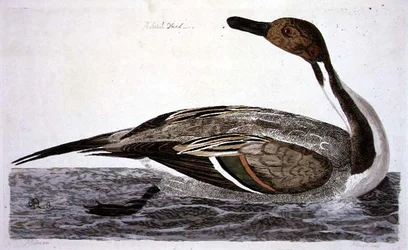 The Pintail Duck (Anas acuta) plate from 