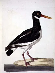 The Sea Pie or Oystercatcher (Haematopus ostralegus) plate from 