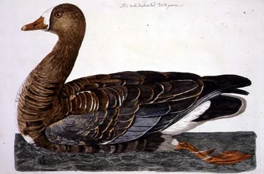 The White-Fronted Goose (Anser albifrons) plate from 