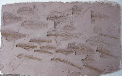 Shoal